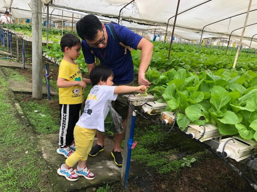 探秘无土栽培蔬菜工厂 行走的自然课堂与新鲜蔬菜的零售新体验