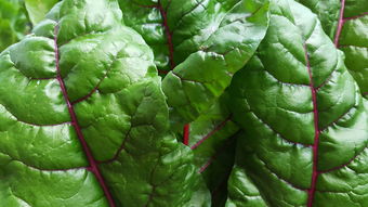 新鲜园艺 有机生菜与绿色美味